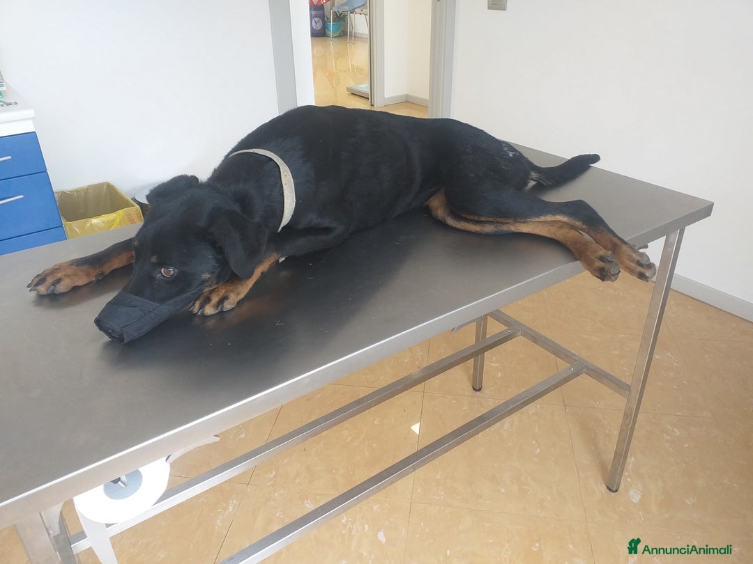 Meticcio cani in regalo: SARA salvata dalla strada - Annuncio 4