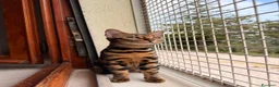 Bengala gatti in vendita: Bengala  - Annuncio 3