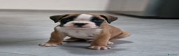 Boxer cani in vendita: Cucciolo di boxer con pedigree - Annuncio 2