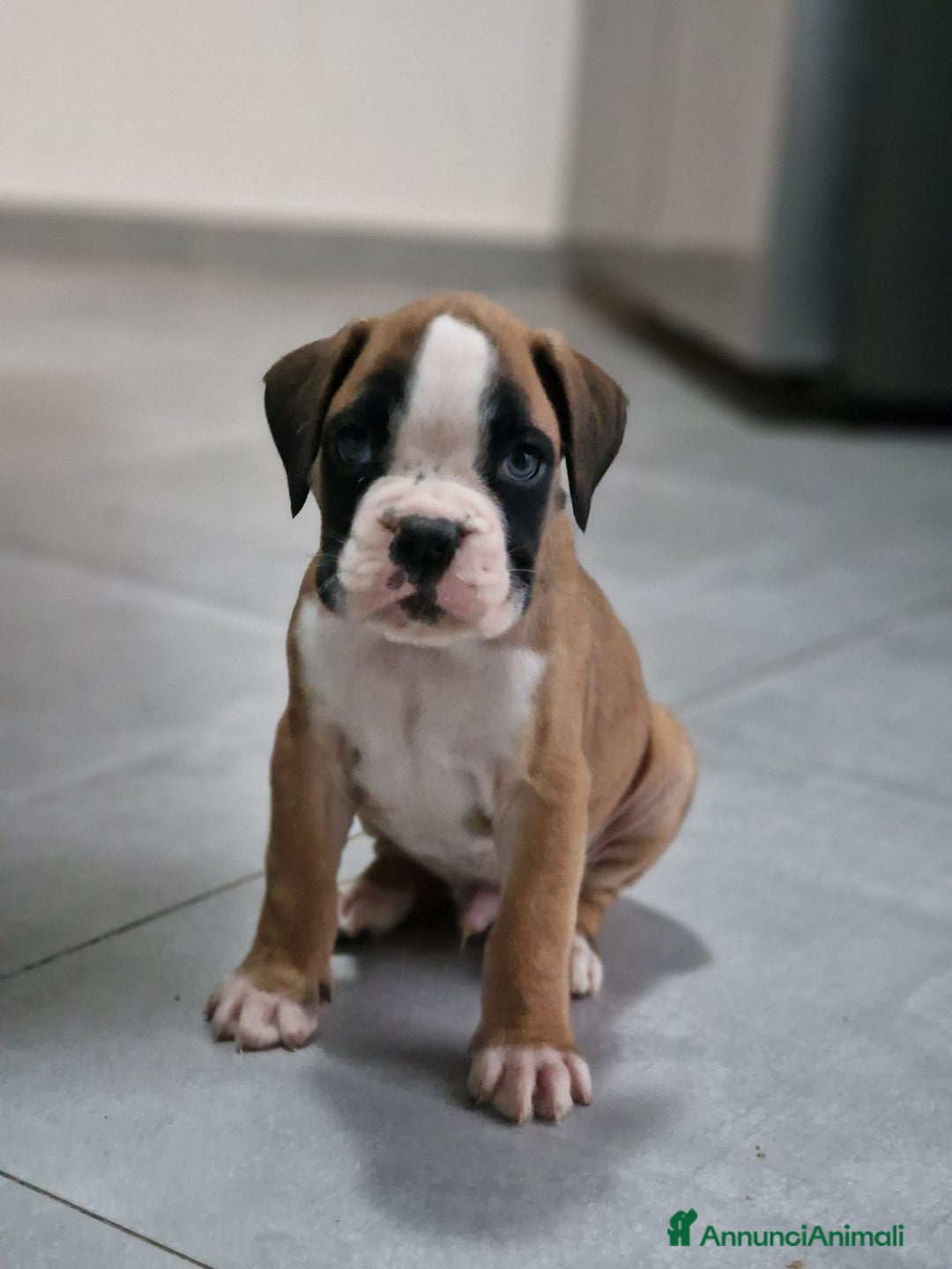 Boxer cani in vendita: Cucciolo di boxer con pedigree - Annuncio 2