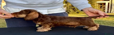Teseo - Bassotto Nano maschio Marrone Cinghiale