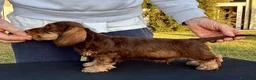 Bassotto Nano cani in vendita: Bassotti Nani Pelo Duro - Figli di Campioni - Annuncio 5