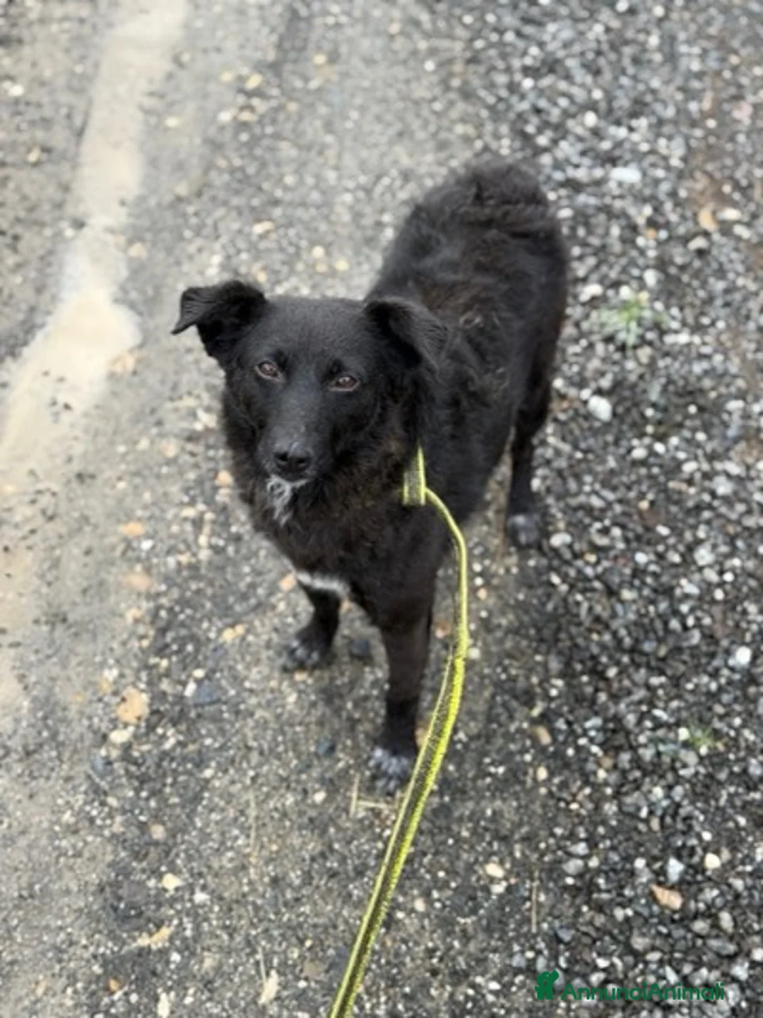 Meticcio cani in regalo: ENYA, infinitamente buona ma ignorata da tutti. - Annuncio 9