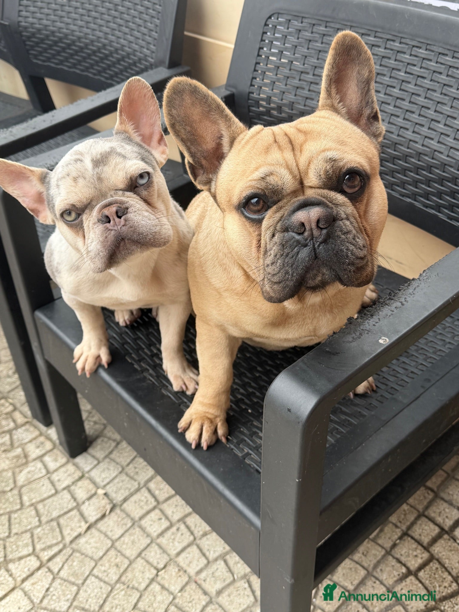 Bulldog Francese cani Femmina bulldog francese  - Annuncio 26