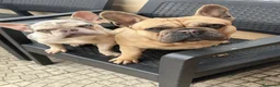 Bulldog Francese cani in vendita: Femmina bulldog francese  - Annuncio 1