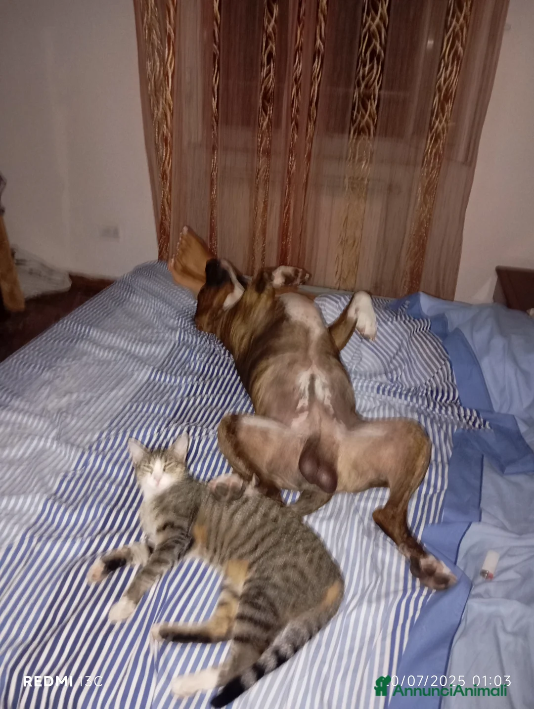 Meticcio cani per accoppiamento: Scyro - Annuncio 7