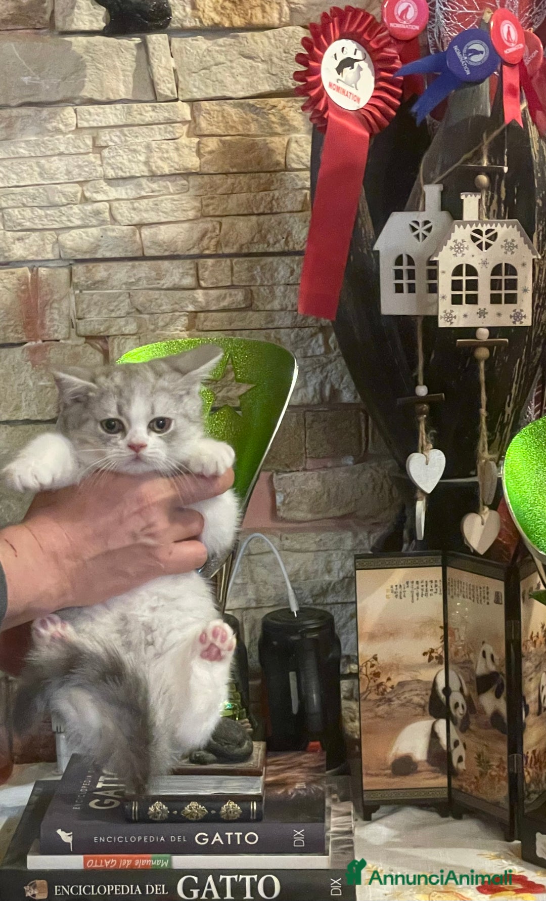 Scottish gatti in vendita: CUCCIOLI SCOTTISH STRAIGHT MASCHIO E FEMMINA  - Annuncio 9