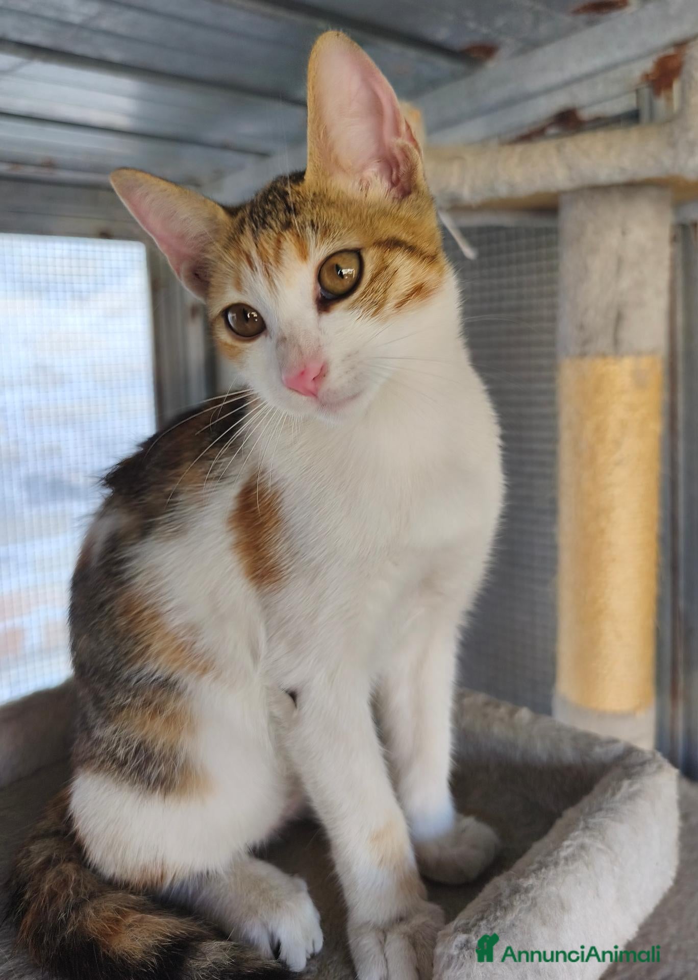 Meticcio gatti Milly - Annuncio 1