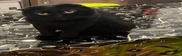 Scottish gatti in vendita: Scottish fold  - Annuncio 2