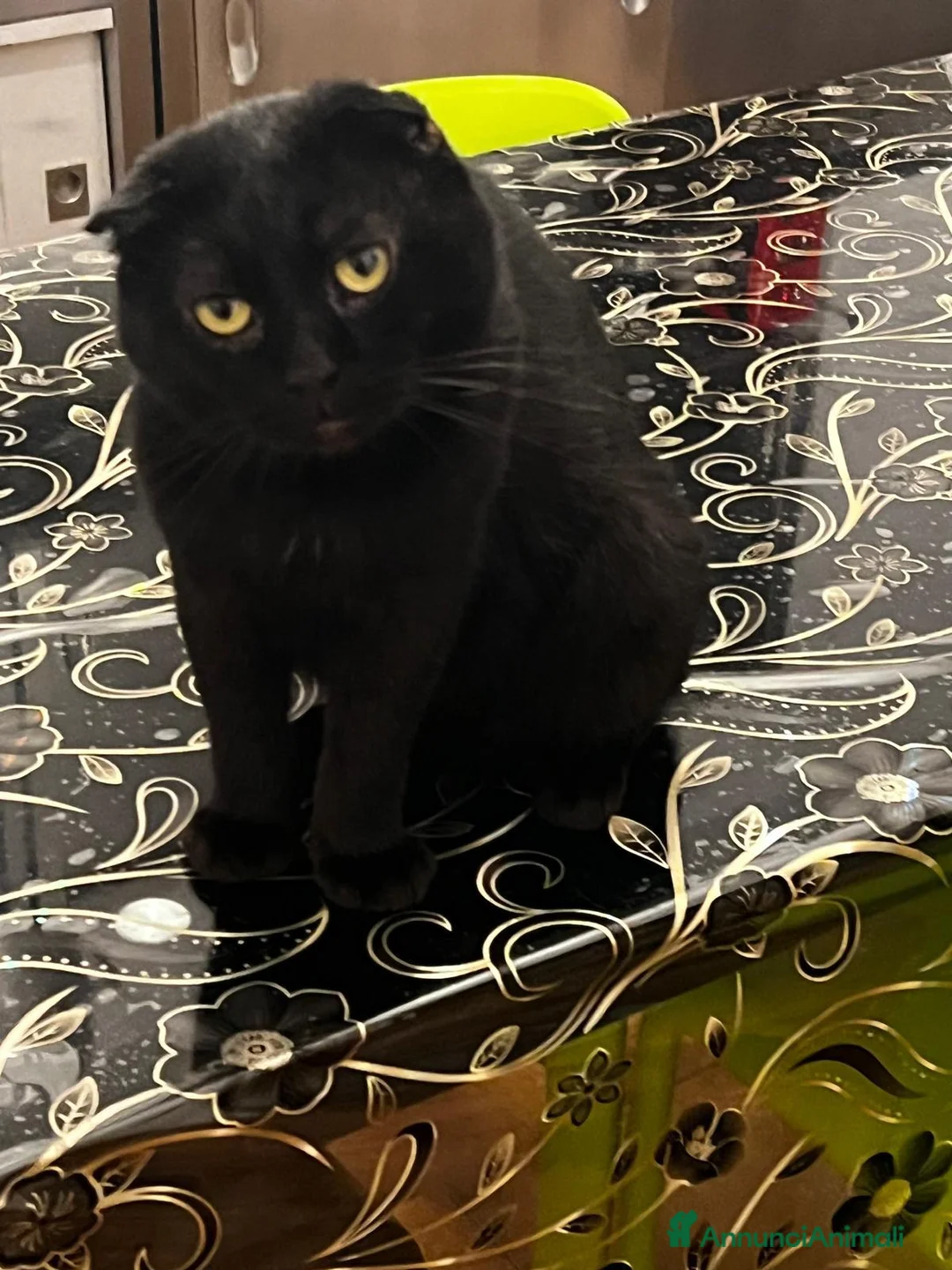 Scottish gatti in vendita: Scottish fold  - Annuncio 2