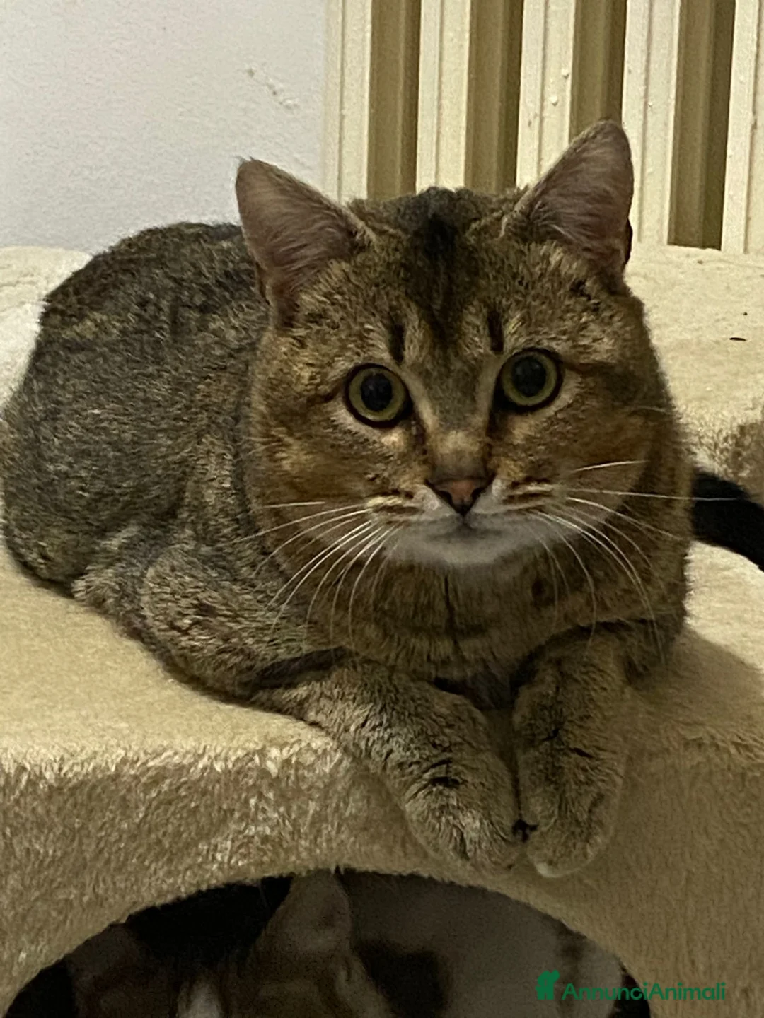 Meticcio gatti in regalo: Bibó cerca adozione del cuore - Annuncio 7