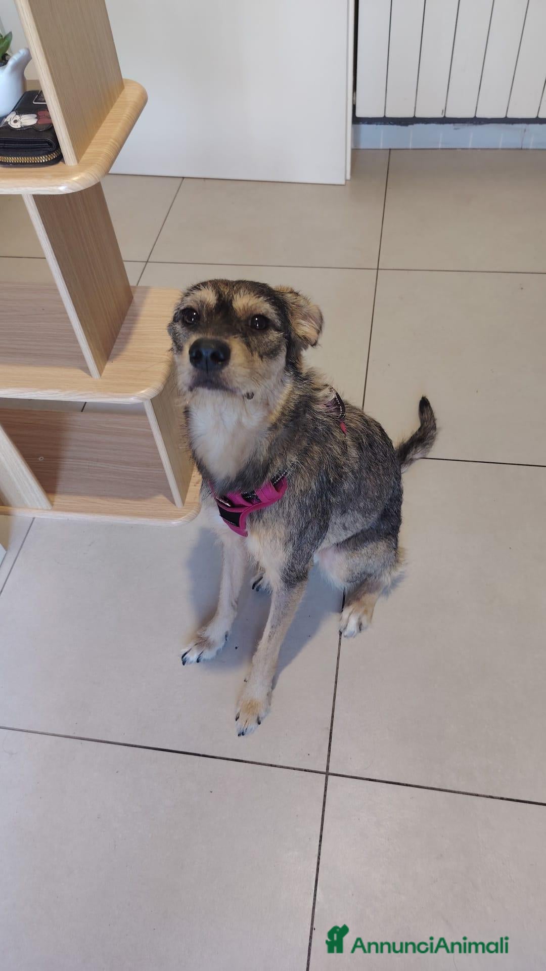 Meticcio cani CAGNOLINA - Annuncio 4