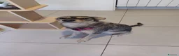 Meticcio cani in regalo: CAGNOLINA - Annuncio 1