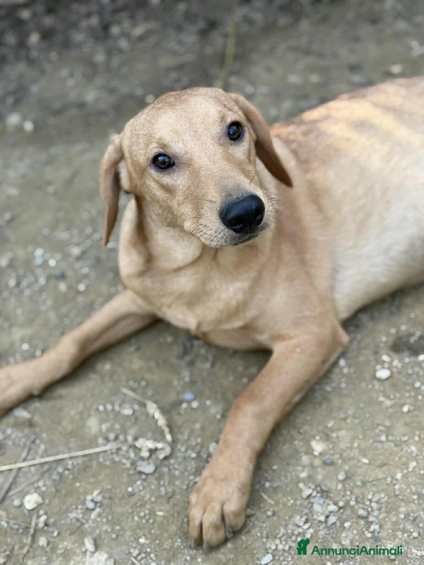 Meticcio cani ARON e ARES, cuccioli dolci ma sfortunati  - Annuncio 2