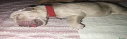 Golden Retriever cani in vendita: Cuccioli di Golden retriever con pedigree ENCI  - Annuncio 17