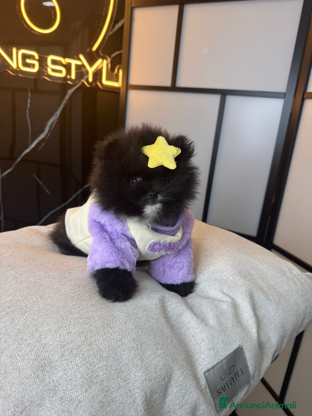 Volpino Pomerania cani in vendita: POMERANIA TEDDY BEAR  - Annuncio 2