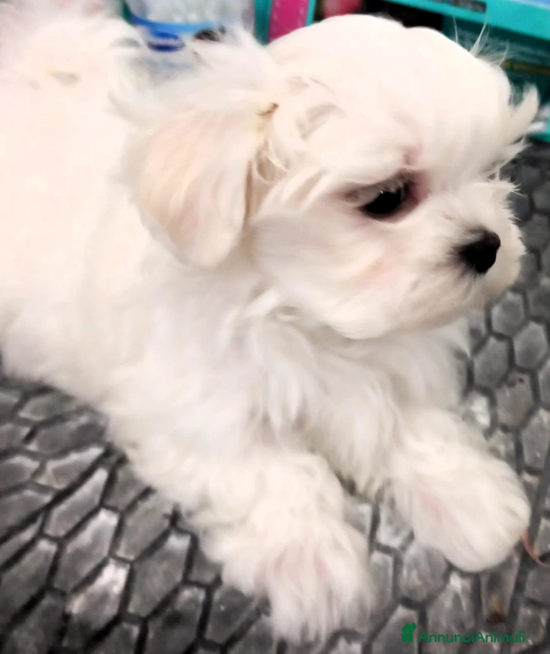 Immagine della galleria {{count}}