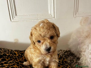 Meticcio cani Adorabili cuccioli di Maltipoo - Annuncio 1