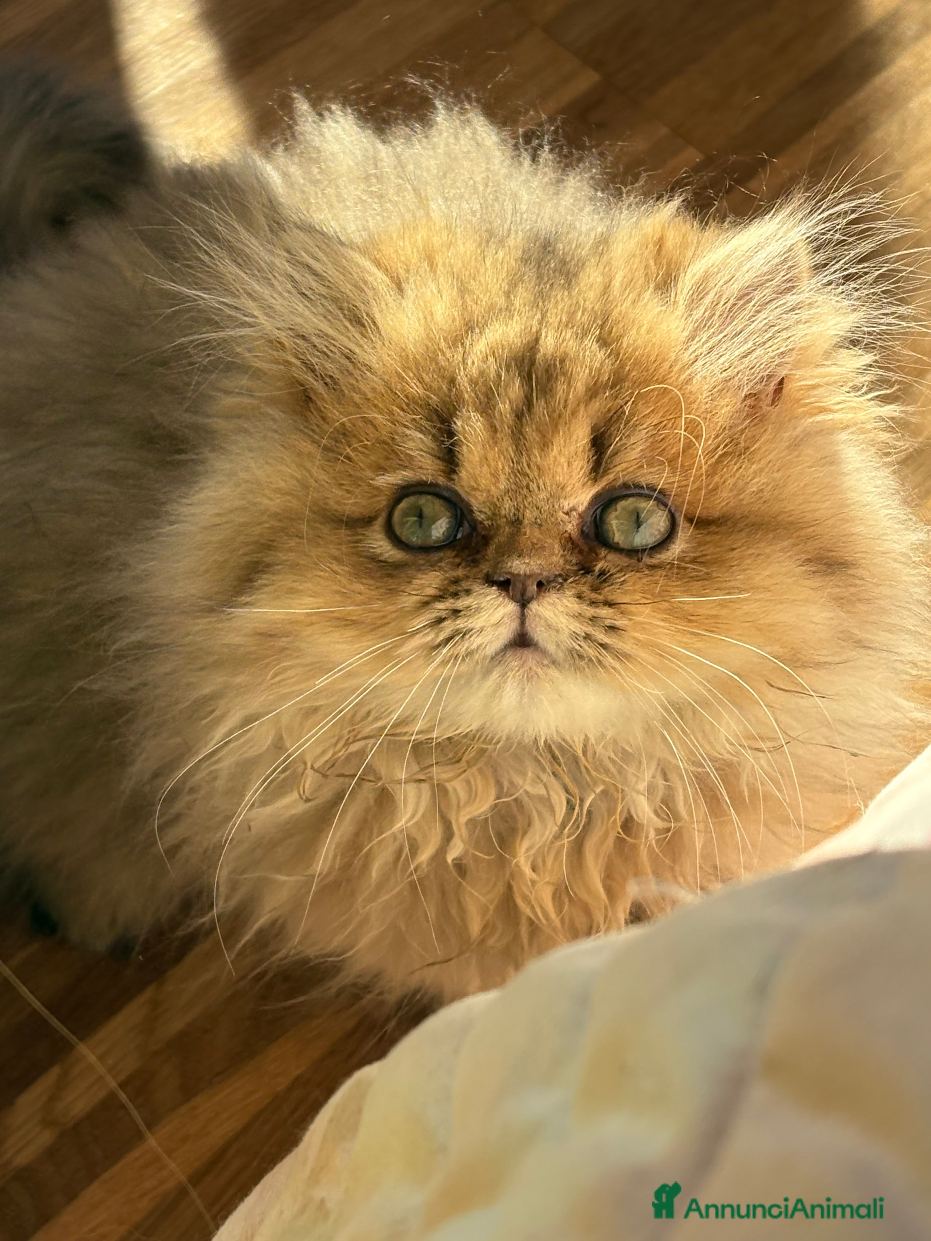 Persiano gatti Maschietto persiano golden - Annuncio 7