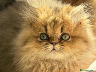 Persiano gatti Maschietto persiano golden - Annuncio 7