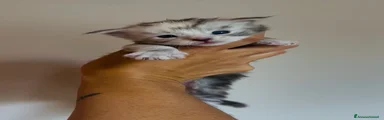 Maine Coon Gattino 4