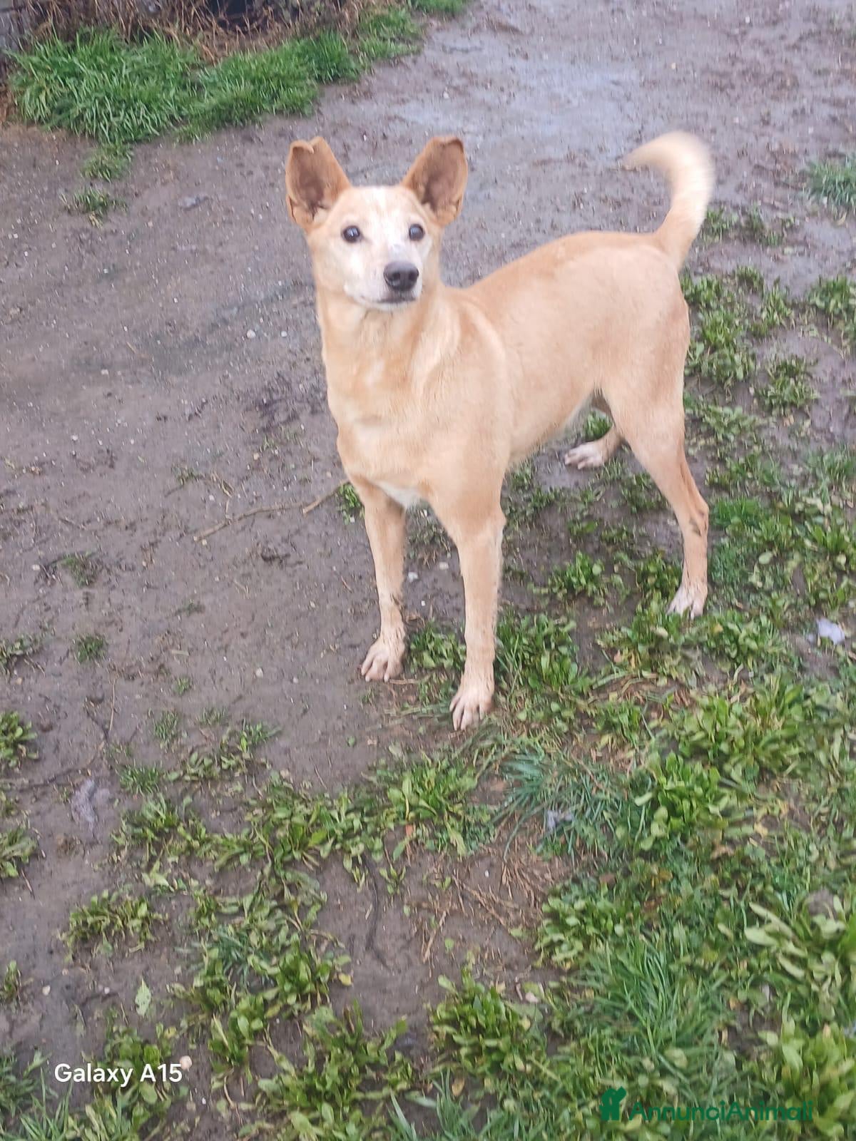 Meticcio cani TOBIA URGENTE ADOZIONE DEL CUORE - Annuncio 2