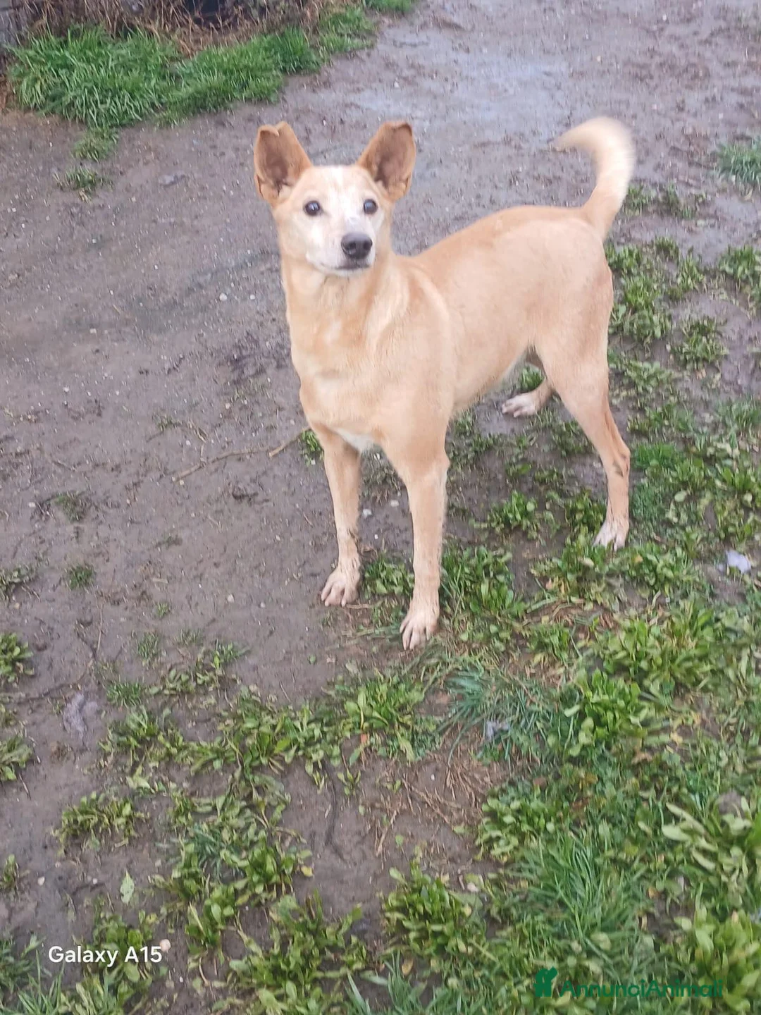 Meticcio cani in regalo: TOBIA URGENTE ADOZIONE DEL CUORE - Annuncio 2