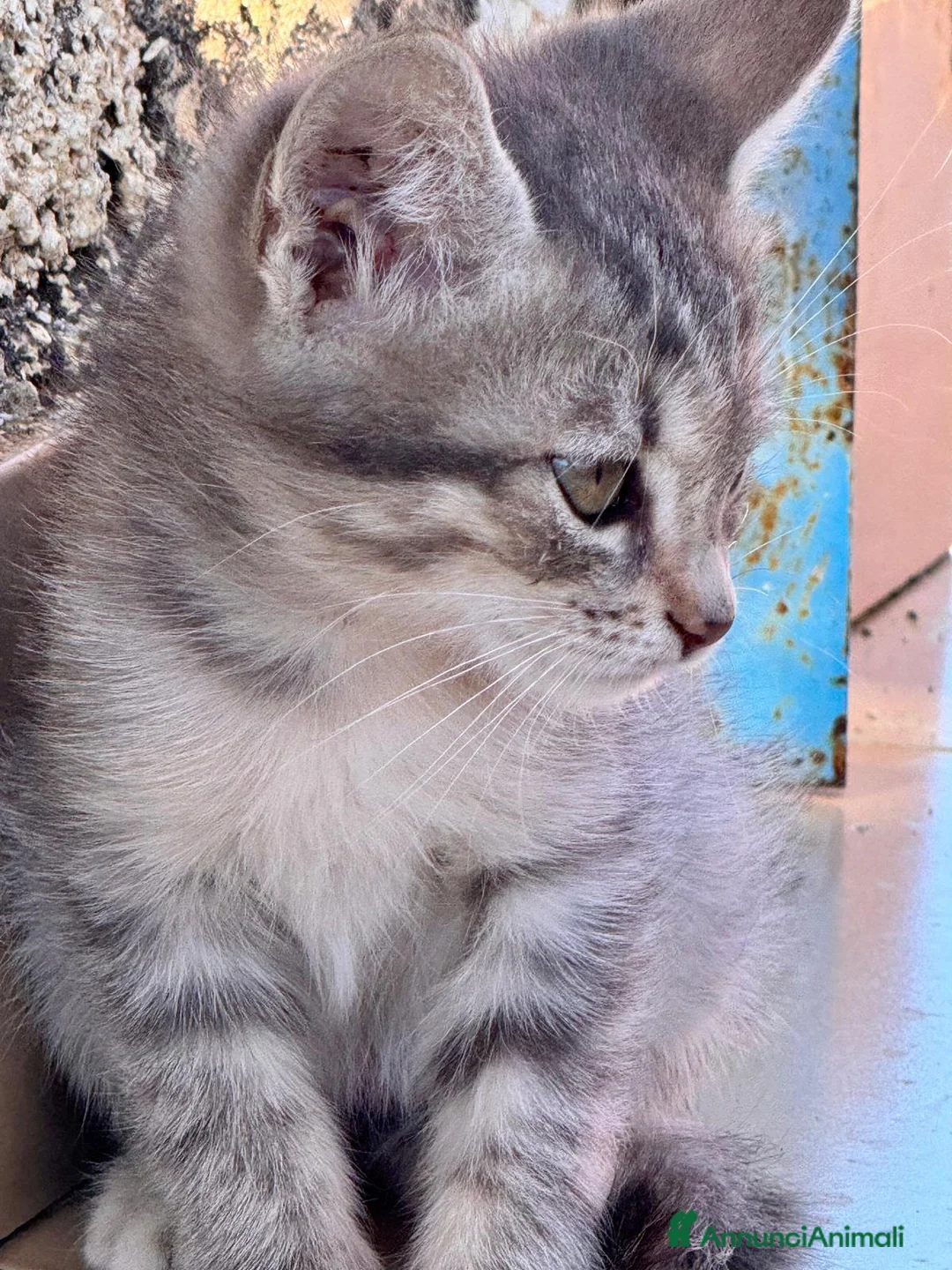 Meticcio gatti in regalo: 2 bellissime gattine Sciacca/Ribera - Annuncio 2