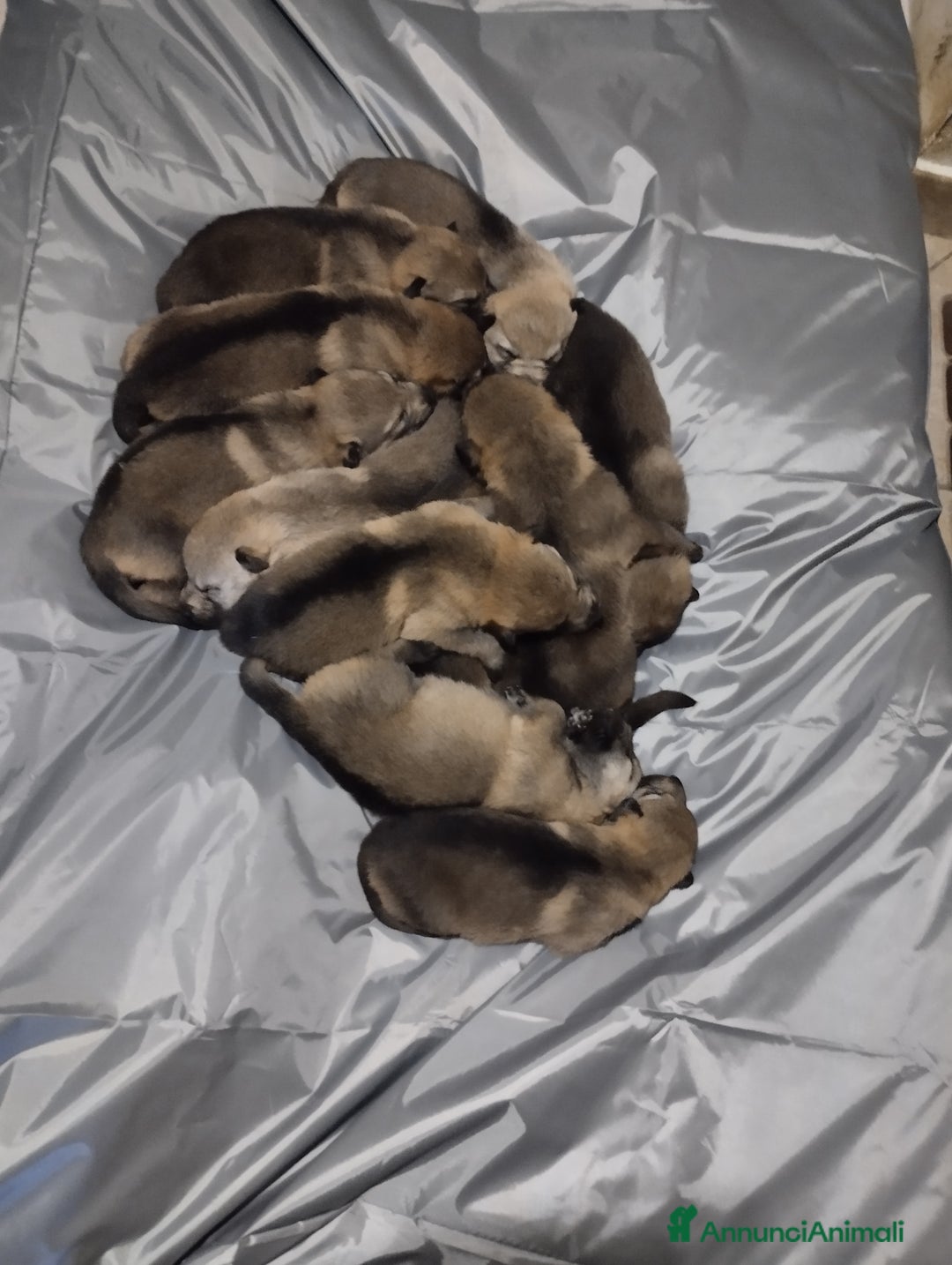 Lupo Cecoslovacco cani in vendita: Cuccioli lupo cecoslovacco - Annuncio 2