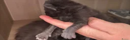 Maine Coon gatti in vendita: Cuccioli di maine coon  - Annuncio 7