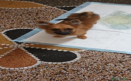 Volpino Italiano cani in vendita: VOLPINI MIX a Città Metropolitana di Genova - Immagine 2