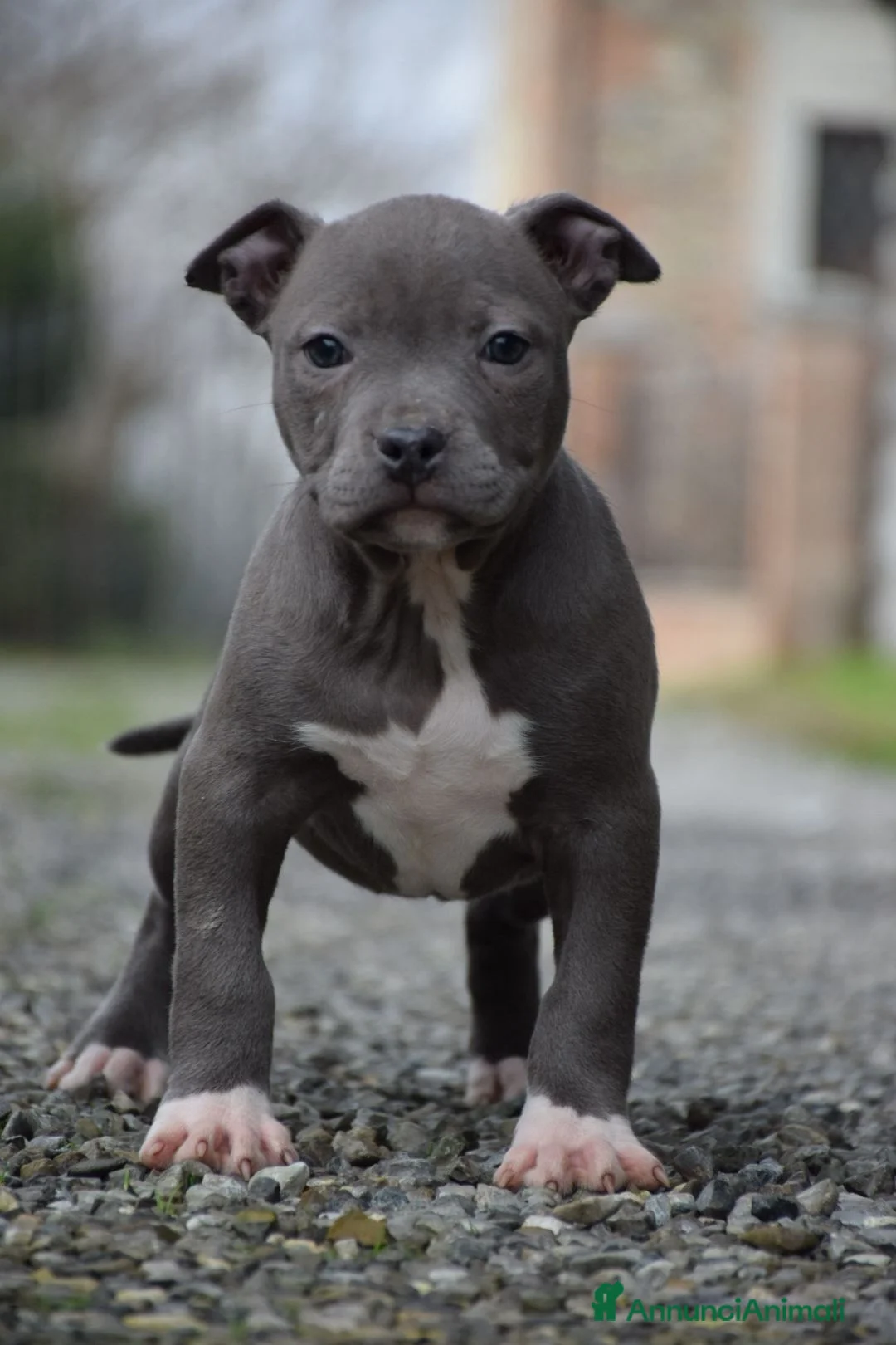 Pitbull cani in vendita: Cuccioli Pit Bull con pedigree anche a rate! - Annuncio 3