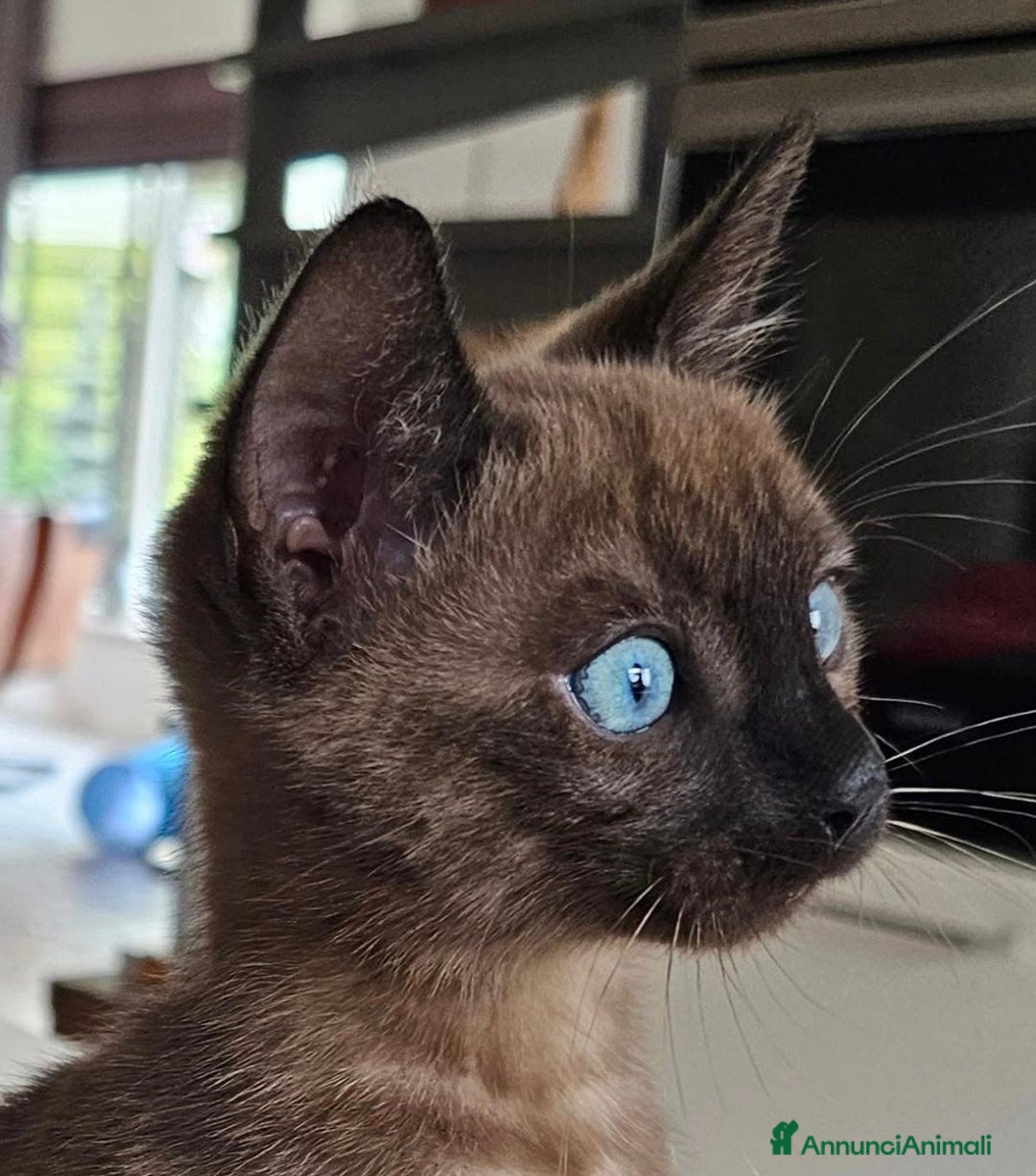 Bengala gatti in vendita: Cuccioli di bengala - Annuncio 3