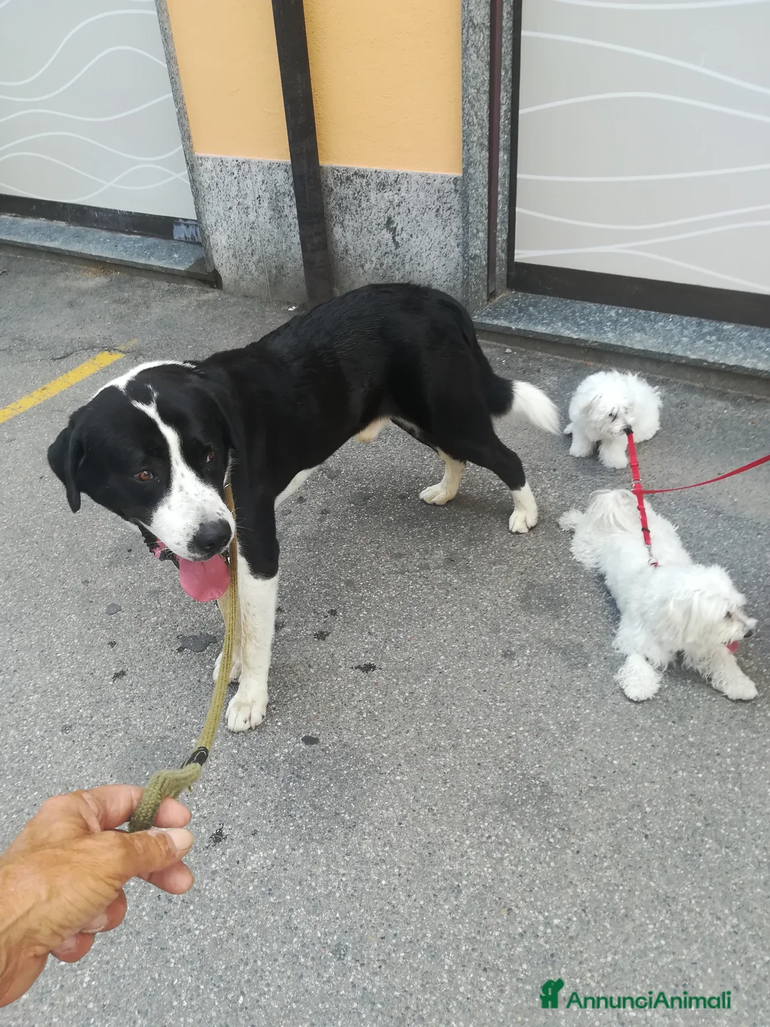 Pastore Asia Centrale cani per accoppiamento: Alabai a Provincia di Biella - Annuncio 7