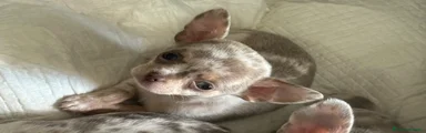 Chihuahua Cucciolo 1