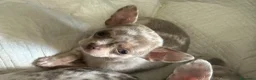 Chihuahua cani in vendita: Cuccioli chihuahua con il manto Arlecchino  a Provincia di Pavia - Annuncio 6