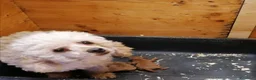 Barboncino Toy cani in vendita: Barboncina Toy femmina - Annuncio 5