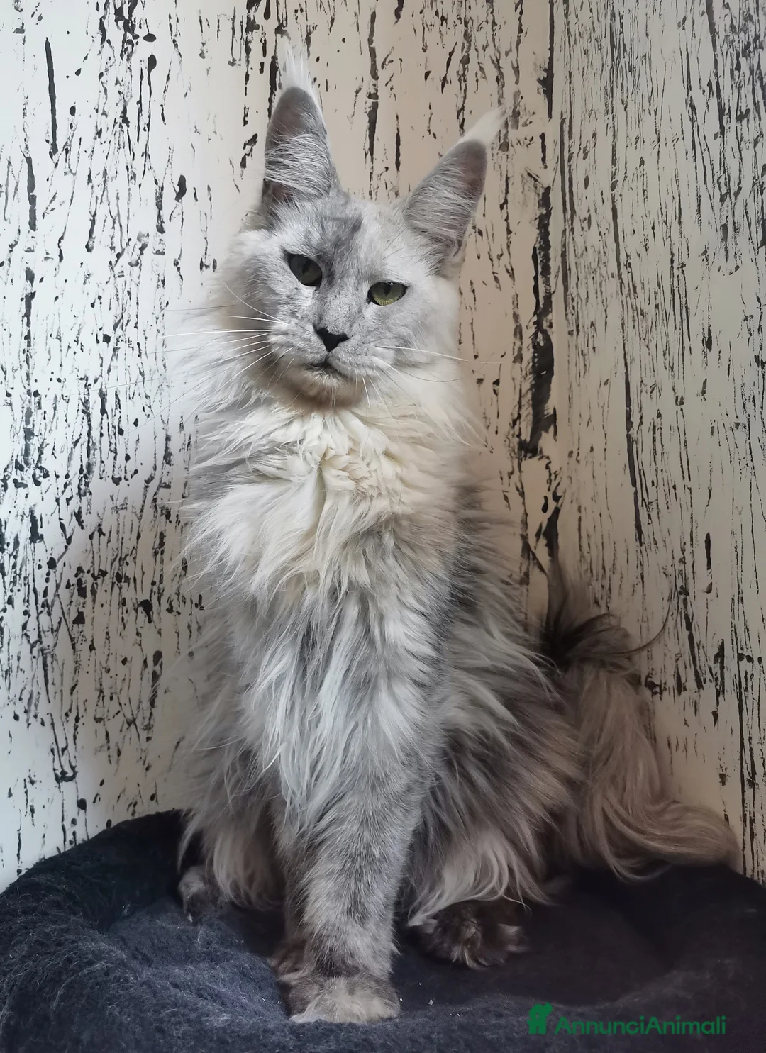 Immagine della galleria {{count}}