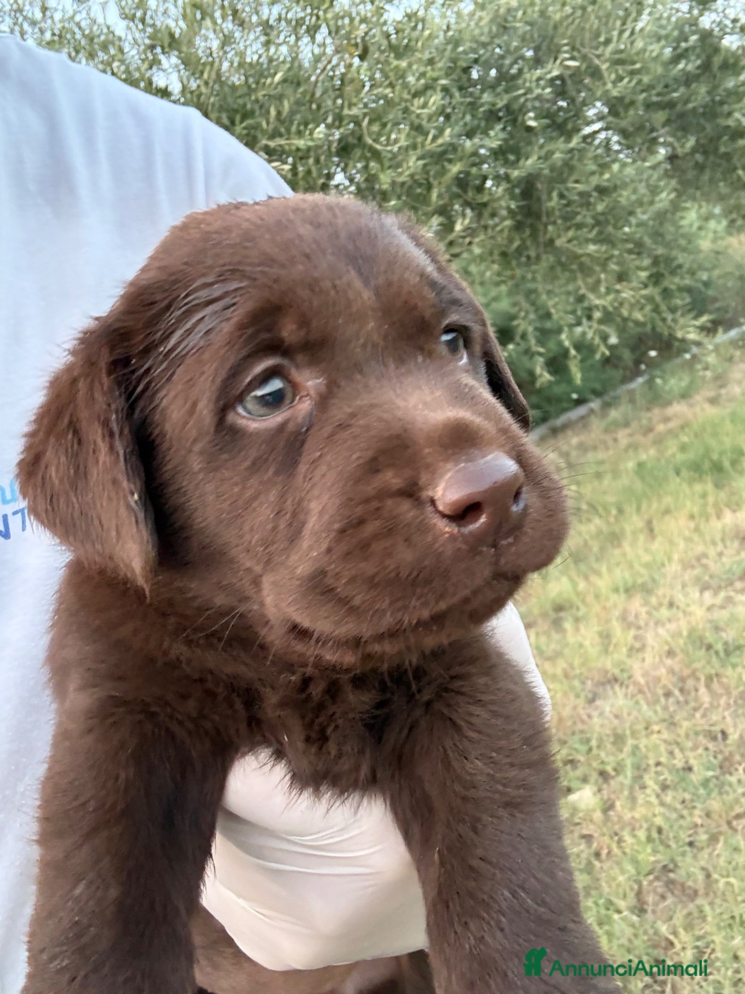 Labrador cani Cuccioli Labrador Choco  - Annuncio 5