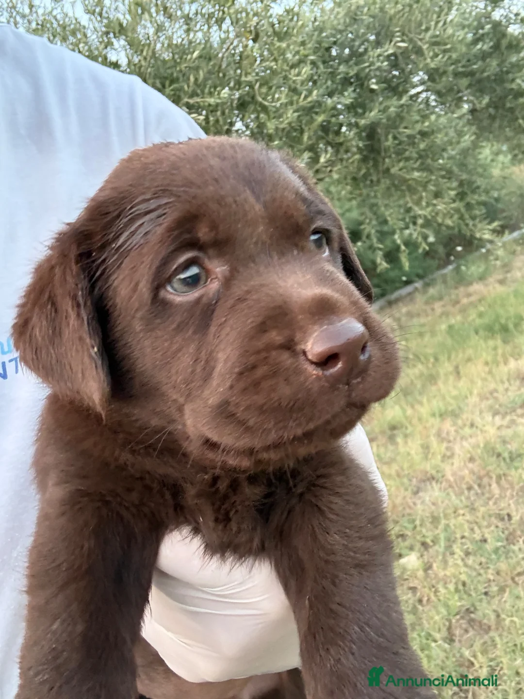 Labrador cani in vendita: Cuccioli Labrador Choco  - Annuncio 1