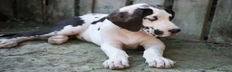 Alano cani in vendita: il tuo alano ora! paghi con comodo - Annuncio 1