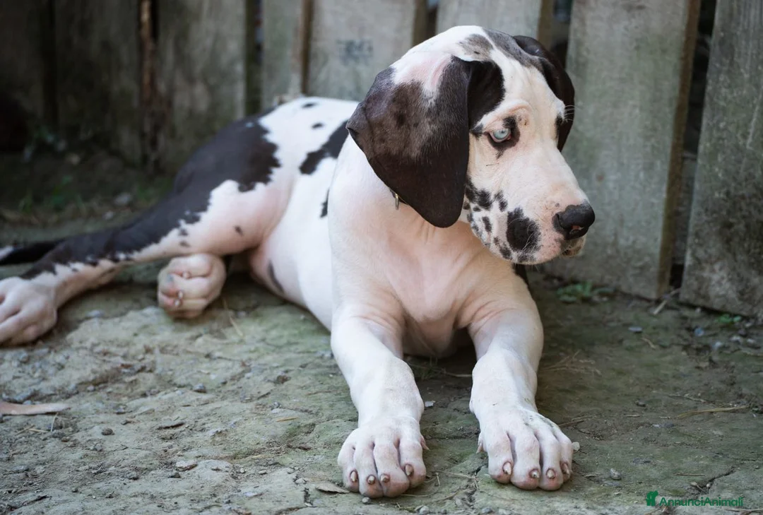 Alano cani in vendita: il tuo alano ora! paghi con comodo - Annuncio 1
