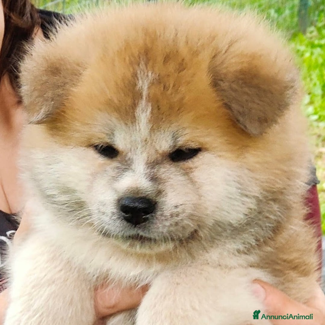 Akita Inu cani in vendita: CUCCIOLI AKITA da allevamento ENCI - Annuncio 1