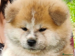 Akita Inu cani CUCCIOLI AKITA da allevamento ENCI - Annuncio 1