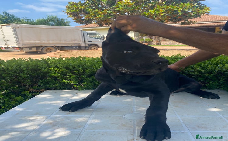 Cane Corso cani a Provincia di Catanzaro - Annuncio 10