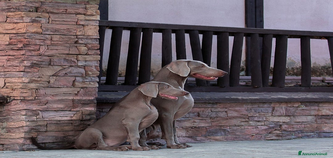 Immagine della galleria {{count}}