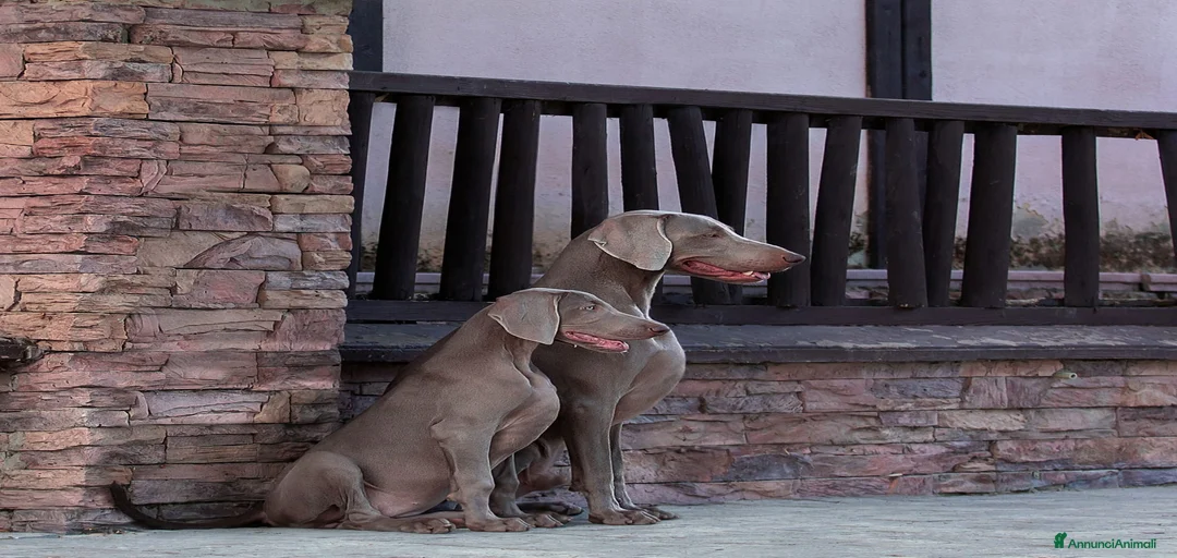 Immagine della galleria {{count}}