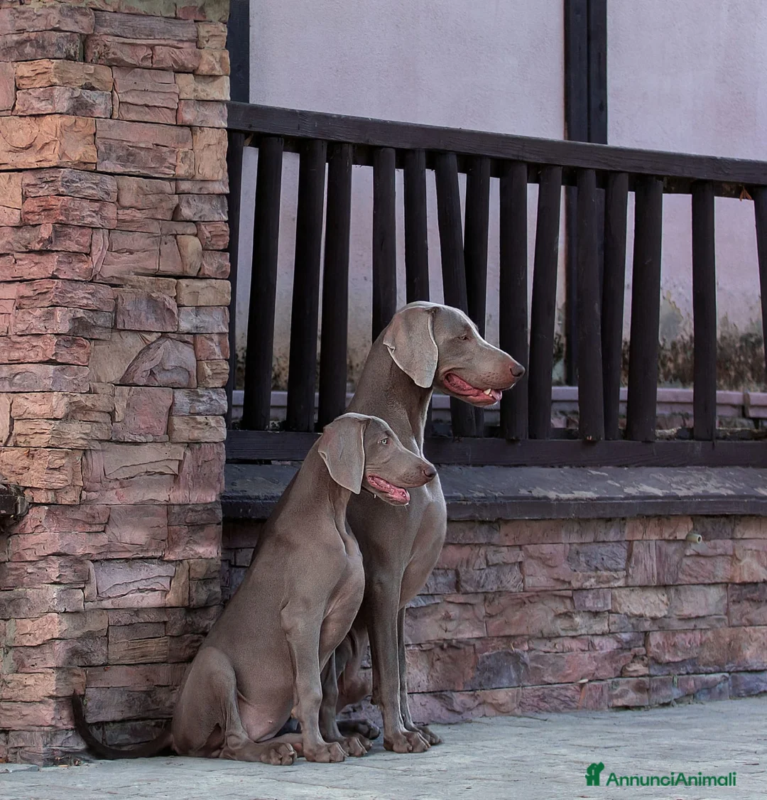 Immagine della galleria {{count}}