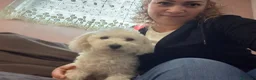 Maltese cani in vendita: Cuccioli maltesi femmine pelo riccio  - Annuncio 9