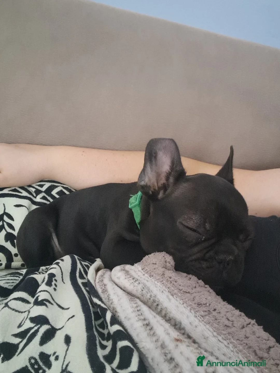 Bulldog Francese cani in vendita: Buldog Francese  - Annuncio 2